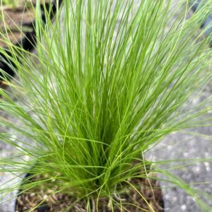 Stipa tenuissima