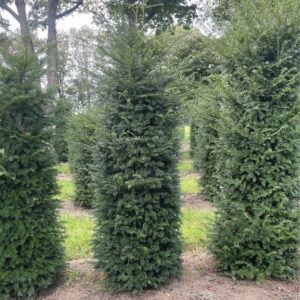 Taxus baccata