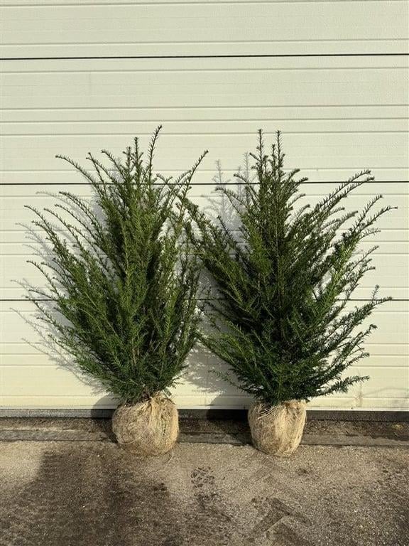 Taxus baccata