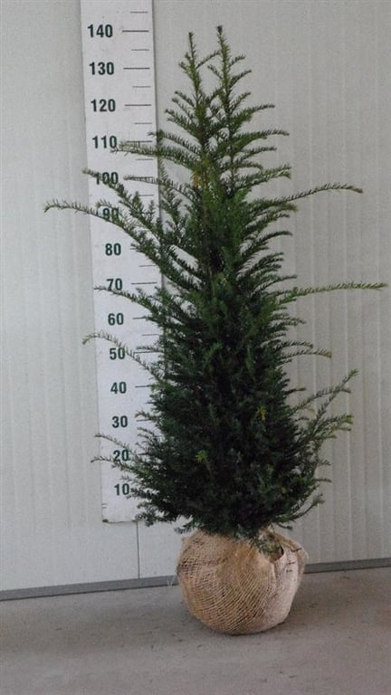 Taxus baccata