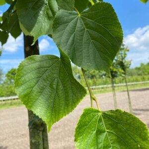 Tilia cordata ‘Böhlje’