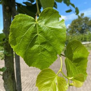 Tilia cordata ‘Roelvo’