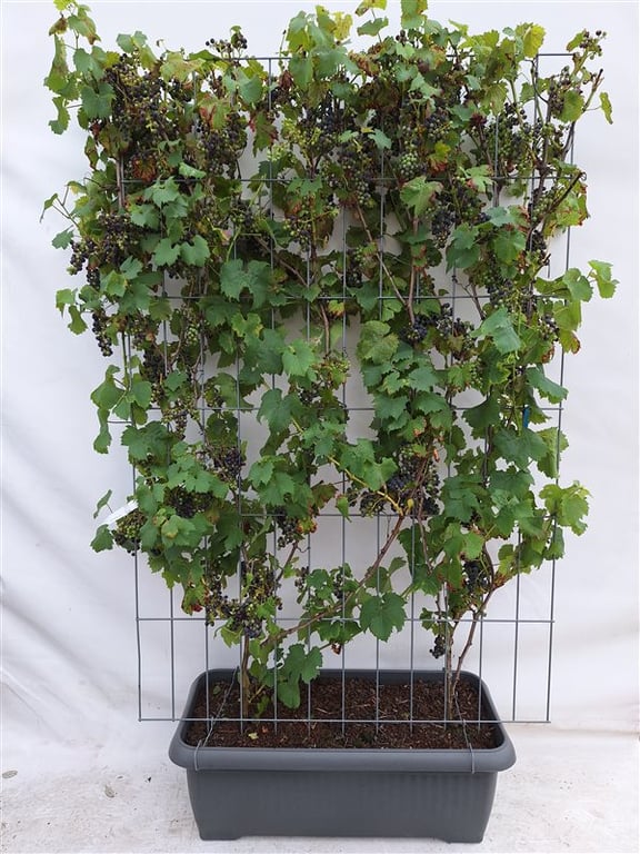 Vitis ‘Boskoop Glory’