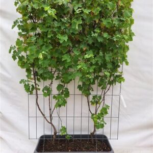 Vitis ‘Himrod’