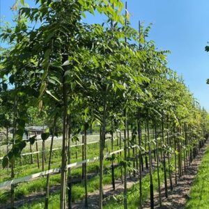 Zelkova serrata ‘Urban Ruby’