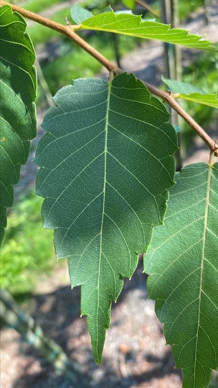 Zelkova serrata ‘Urban Ruby’