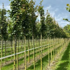 Acer campestre ‘Green Column’