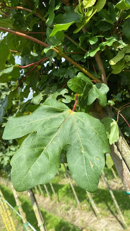 Acer campestre ‘Green Column’