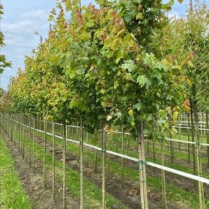 Acer rubrum Fairview Flame