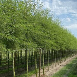 Alnus glutinosa ‘Imperialis’