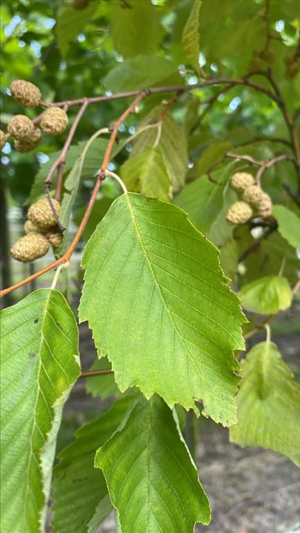 Alnus inc. ‘Aurea’