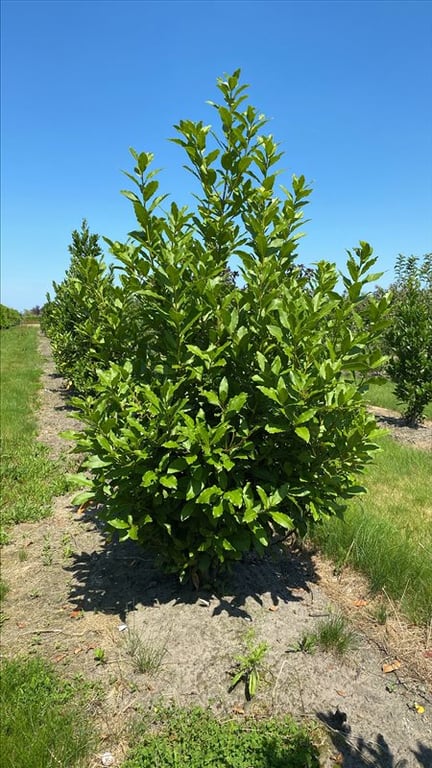 Arbutus unedo