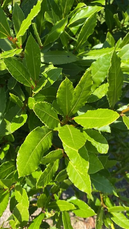 Arbutus unedo