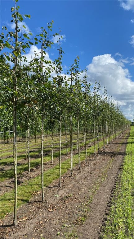 Betula utilis ‘Doorenbos’