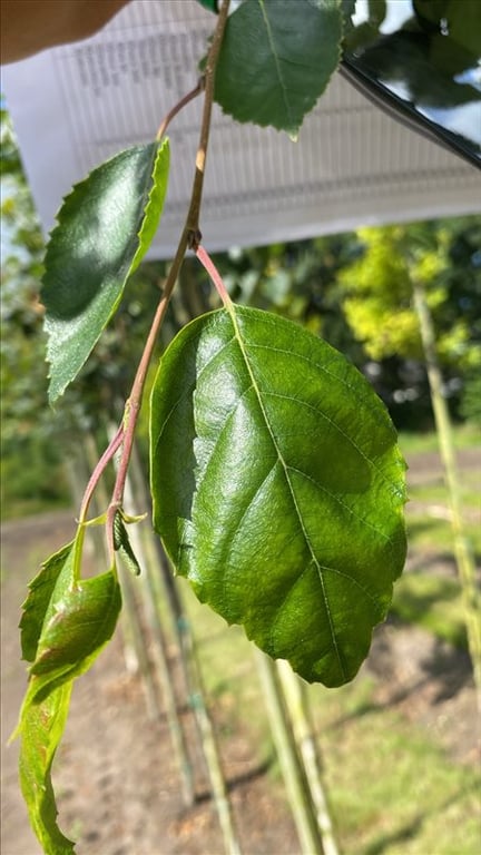 Betula utilis ‘Doorenbos’