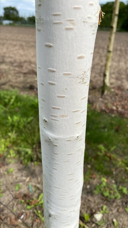 Betula utilis ‘Doorenbos’