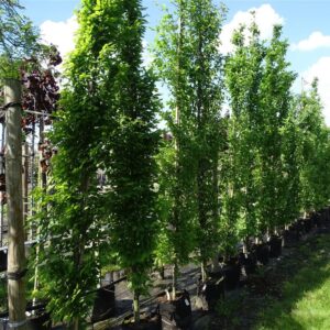 Carpinus bet. ‘Fastigiata’