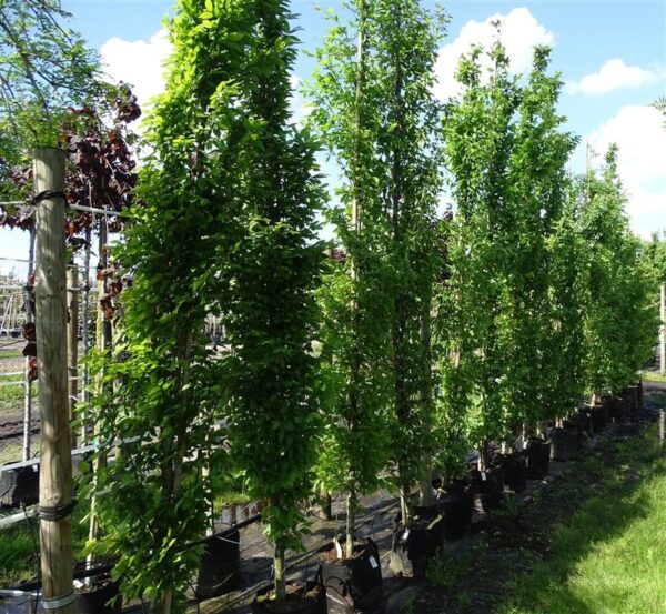 Carpinus bet. ‘Fastigiata’