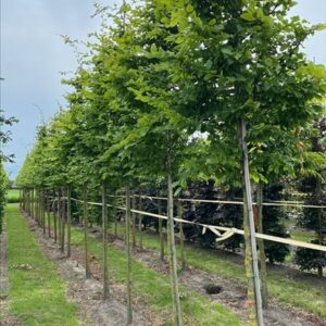 Carpinus bet. Rockhampton Red