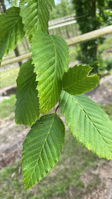 Carpinus bet. Rockhampton Red