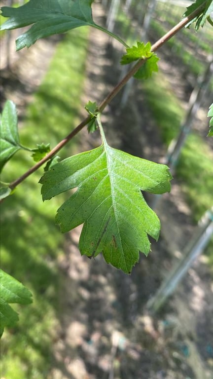 Crataegus monogyna