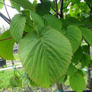 Davidia involucrata