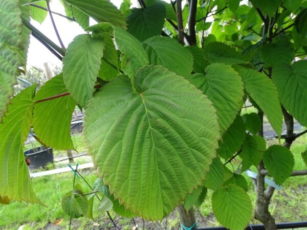 Davidia involucrata