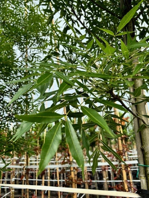 Fraxinus ang. ‘Raywood’