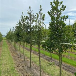 Ilex aquifolium