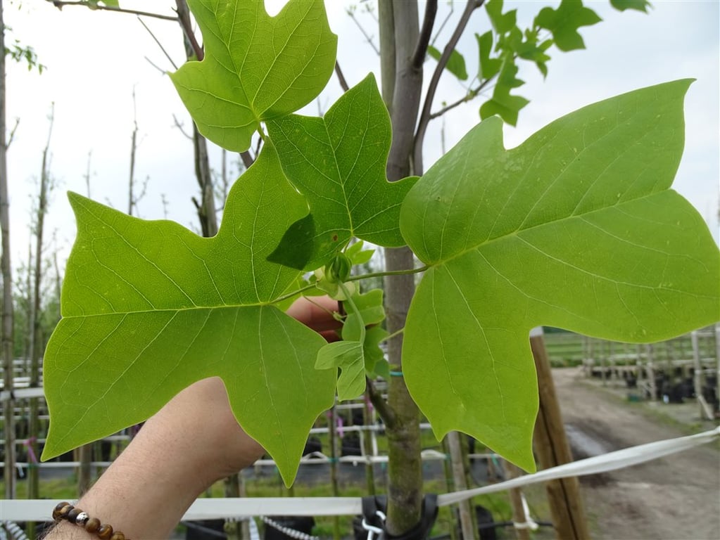 Liriodendron tulipifera