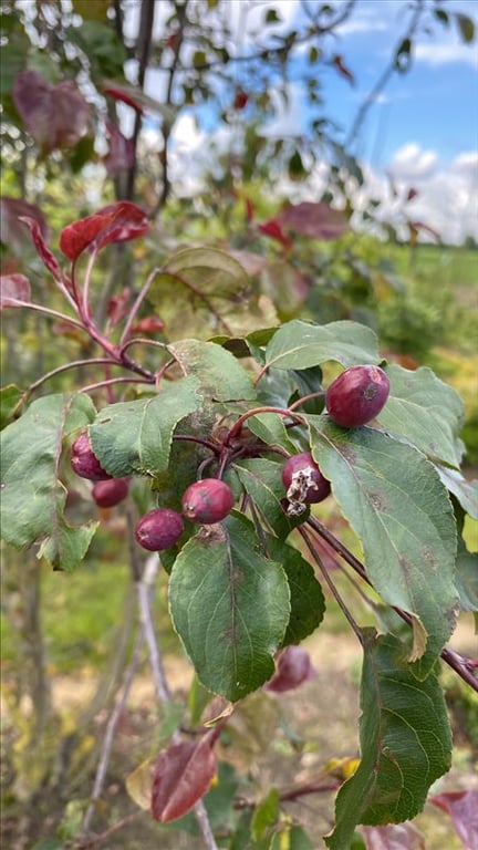 Malus ‘Rudolph’