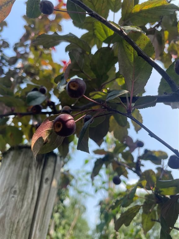 Malus ‘Veitch’s Scarlet’