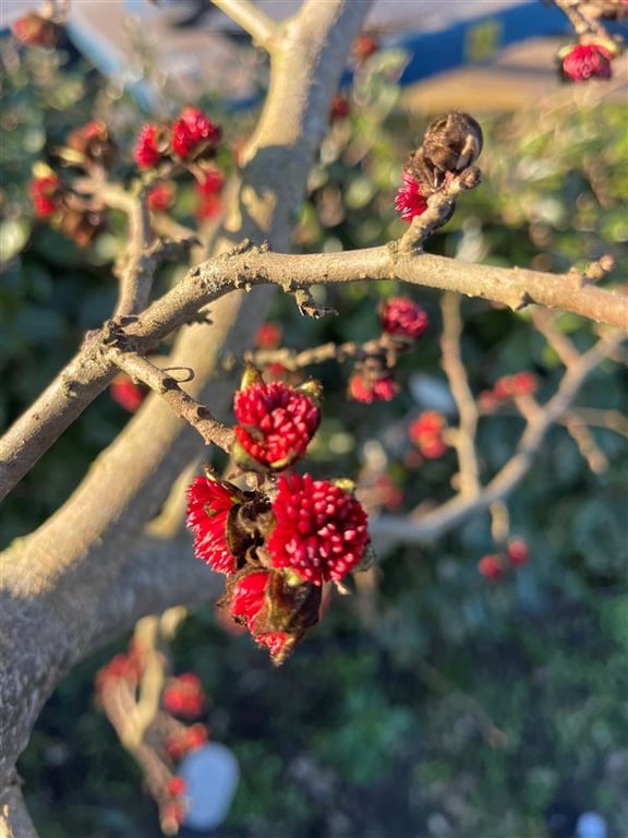 Parrotia persica