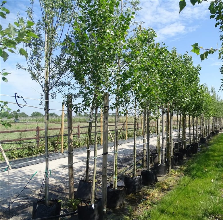 Populus can. ‘Robusta’