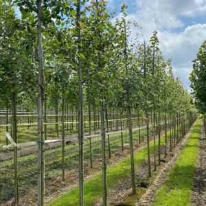 Populus tremula