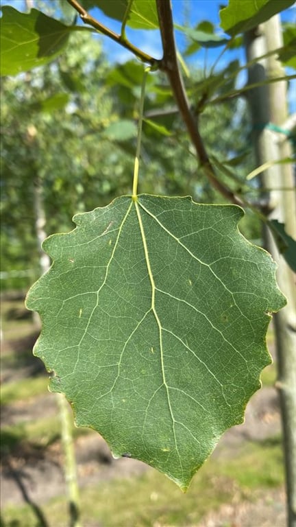 Populus tremula