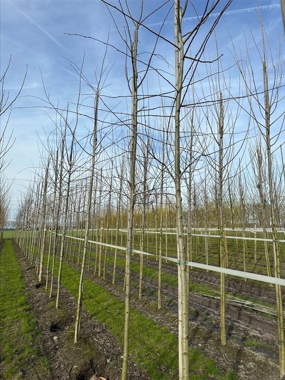 Populus tremula