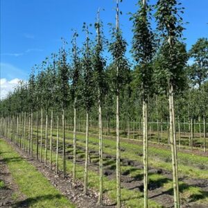 Populus tremula ‘Erecta’