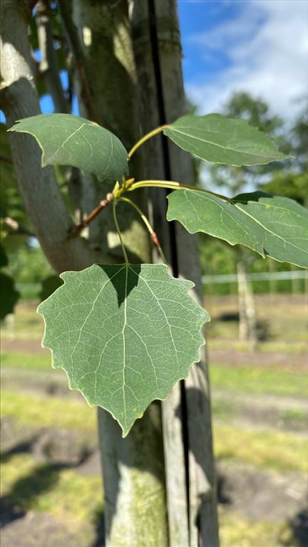 Populus tremula ‘Erecta’