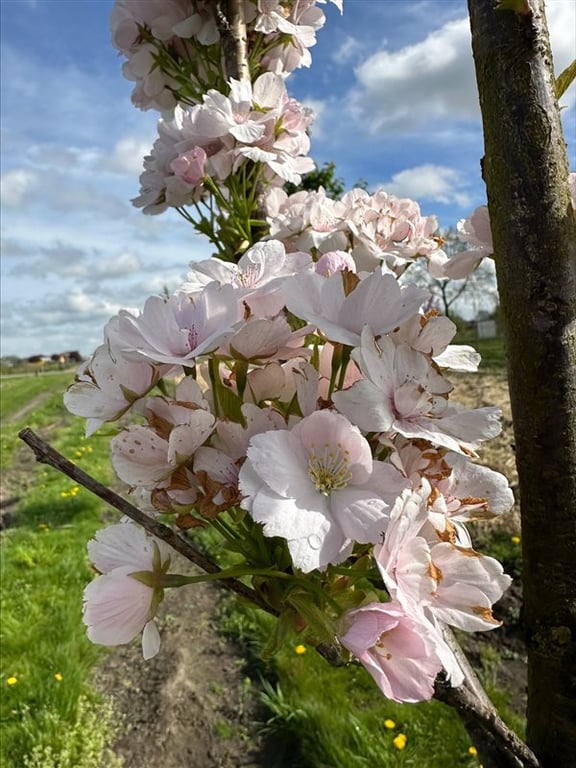 Prunus ser. ‘Amanogawa’