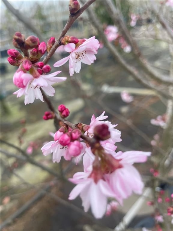 Prunus subh. ‘Autumnalis’