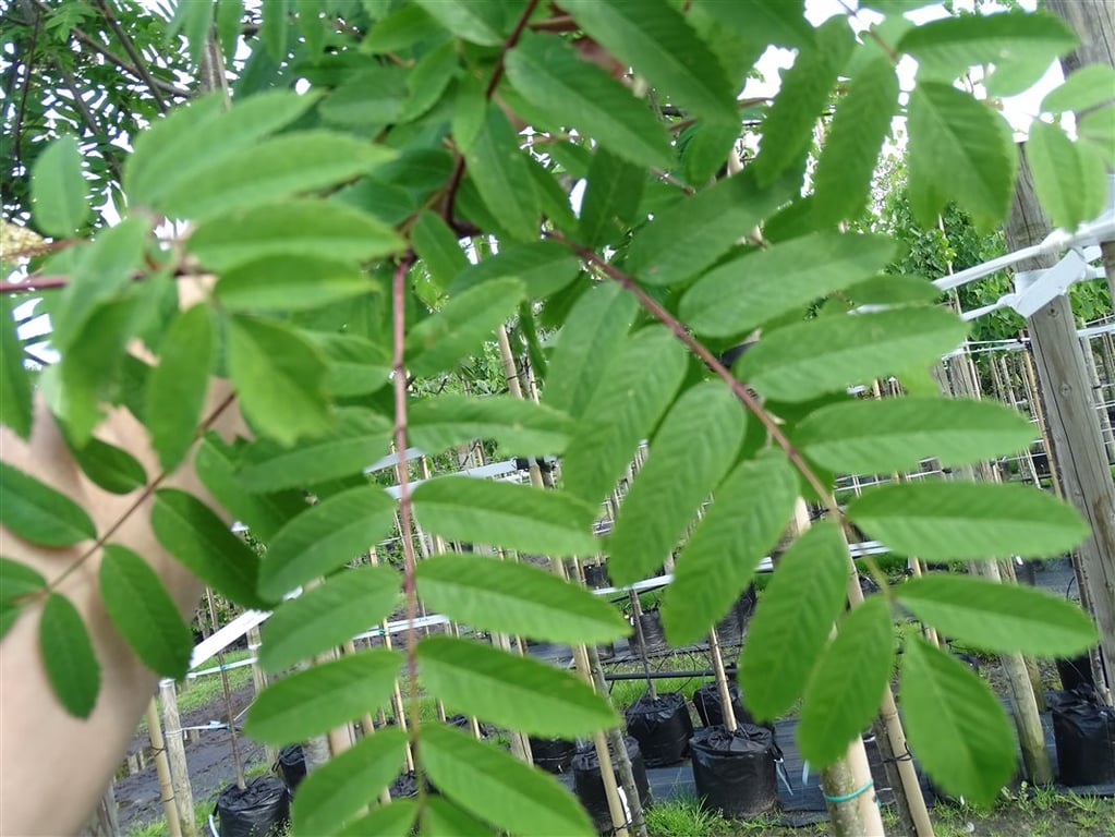 Sorbus auc. ‘Rossica Major’