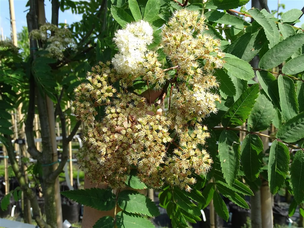 Sorbus auc. ‘Rossica Major’