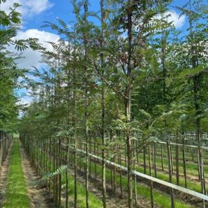 Sorbus vilmorinii