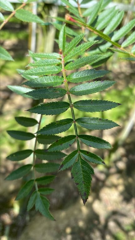 Sorbus vilmorinii