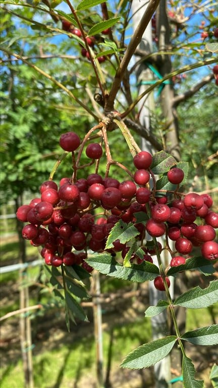 Sorbus vilmorinii