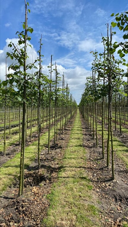 Tilia cordata