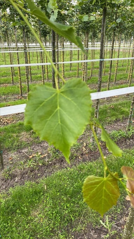 Tilia cordata ‘Rancho’