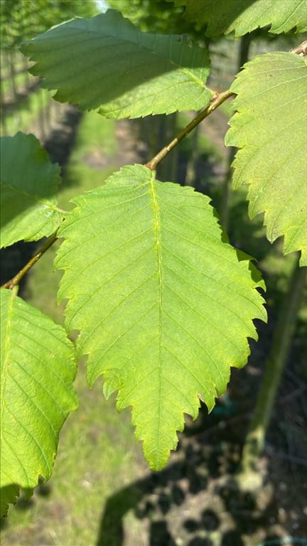 Ulmus laevis