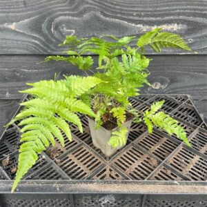 Dryopteris erythrosora